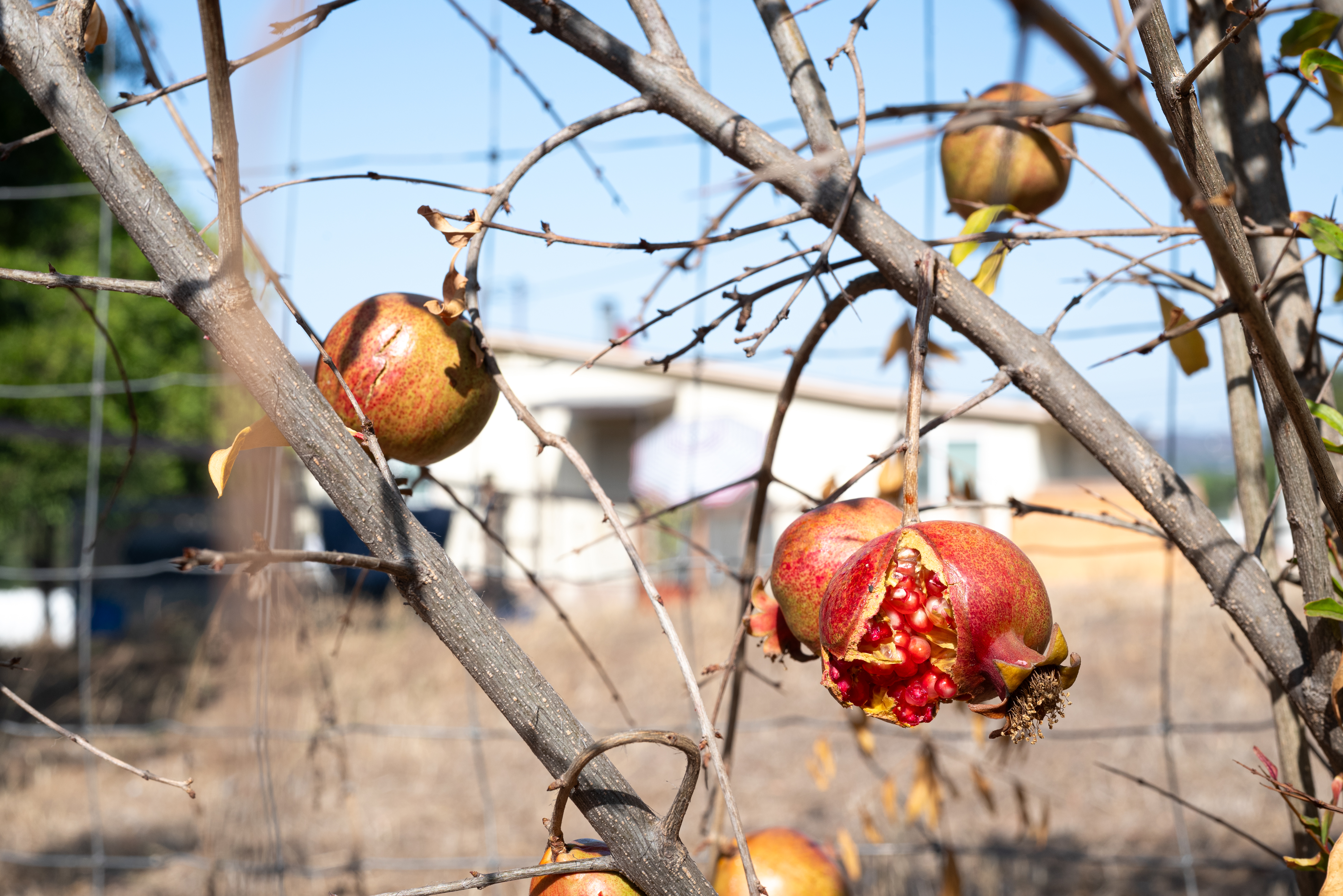 Pomegranates hanging from bare branches against a dusty backyard sky